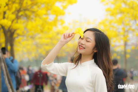 Người Hà Nội tấp nập đến check-in đường hoa phong linh vàng rực - Ảnh 1. Người Hà Nội tấp nập đến check-in đường hoa phong linh vàng rực - Ảnh 1.