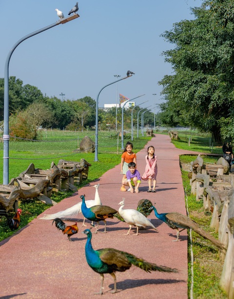 Chim công, vịt trời, thiên nga làm tổ trong khu đô thị Ecopark - Ảnh 2. Chim công, vịt trời, thiên nga làm tổ trong khu đô thị Ecopark - Ảnh 2.
