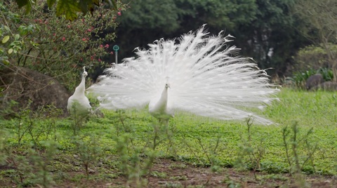 Chim công, vịt trời, thiên nga làm tổ trong khu đô thị Ecopark - Ảnh 3. Chim công, vịt trời, thiên nga làm tổ trong khu đô thị Ecopark - Ảnh 3.