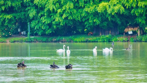 Chim công, vịt trời, thiên nga làm tổ trong khu đô thị Ecopark - Ảnh 6. Chim công, vịt trời, thiên nga làm tổ trong khu đô thị Ecopark - Ảnh 6.