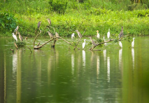 Chim công, vịt trời, thiên nga làm tổ trong khu đô thị Ecopark - Ảnh 8. Chim công, vịt trời, thiên nga làm tổ trong khu đô thị Ecopark - Ảnh 8.