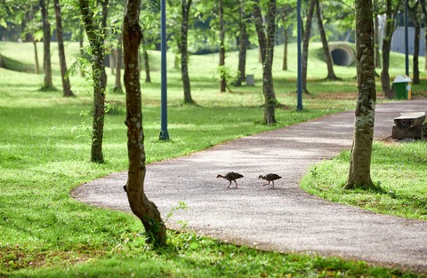 Chim công, vịt trời, thiên nga làm tổ trong khu đô thị Ecopark - Ảnh 10. Chim công, vịt trời, thiên nga làm tổ trong khu đô thị Ecopark - Ảnh 10.