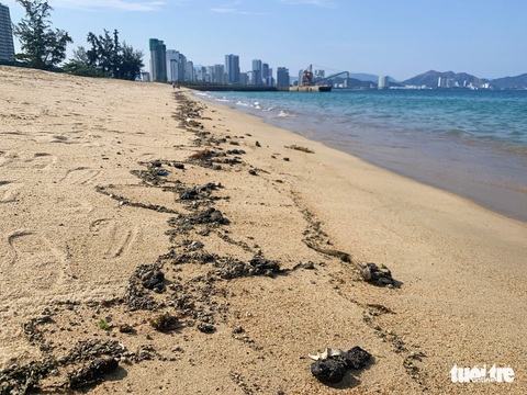 Dầu vón cục dạt vào bãi biển Nha Trang, kéo dài 3km - Ảnh 2. Dầu vón cục dạt vào bãi biển Nha Trang, kéo dài 3km - Ảnh 2.