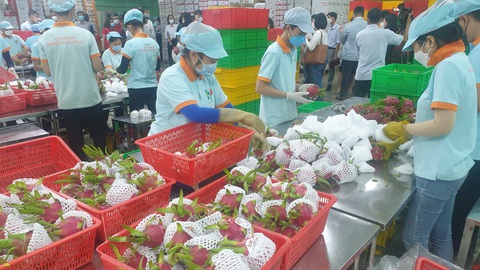 Lỗ tiền tỉ, bán tháo nông sản vì khó xuất khẩu - Ảnh 1. Lỗ tiền tỉ, bán tháo nông sản vì khó xuất khẩu - Ảnh 1.