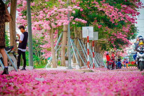 Hút hồn con đường hoa ngập sắc hồng ở Sóc Trăng - Ảnh 1. Hút hồn con đường hoa ngập sắc hồng ở Sóc Trăng - Ảnh 1.