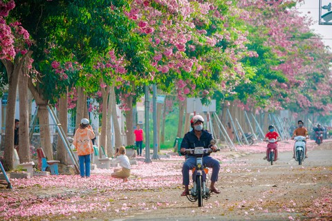 Hút hồn con đường hoa ngập sắc hồng ở Sóc Trăng - Ảnh 3. Hút hồn con đường hoa ngập sắc hồng ở Sóc Trăng - Ảnh 3.