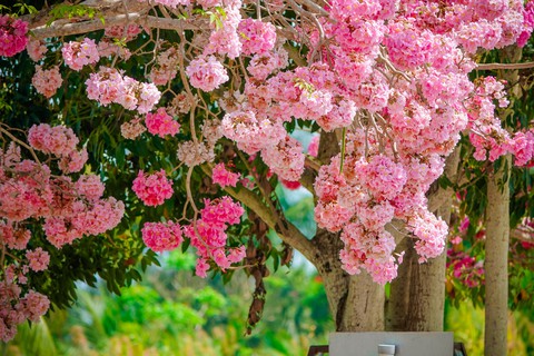 Hút hồn con đường hoa ngập sắc hồng ở Sóc Trăng - Ảnh 4. Hút hồn con đường hoa ngập sắc hồng ở Sóc Trăng - Ảnh 4.