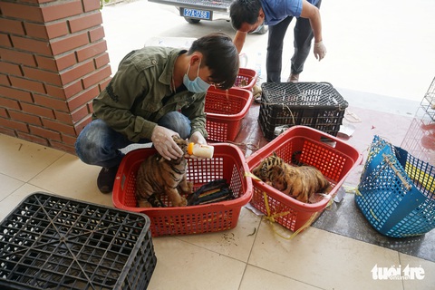 Nghệ An chuyển 7 con hổ Đông Dương cho Quảng Bình - Ảnh 2. Nghệ An chuyển 7 con hổ Đông Dương cho Quảng Bình - Ảnh 2.