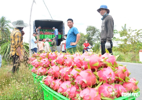 Nhiều nhà vườn ở thủ phủ thanh long phá bỏ cây thanh long, lợi hại ra sao? - Ảnh 5. Nhiều nhà vườn ở thủ phủ thanh long phá bỏ cây thanh long, lợi hại ra sao? - Ảnh 5.