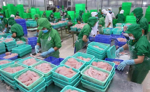 Xuất khẩu cá tra Việt Nam đang hồi sinh mạnh mẽ ở nhiều thị trường lớn - Ảnh 1. Xuất khẩu cá tra Việt Nam đang hồi sinh mạnh mẽ ở nhiều thị trường lớn - Ảnh 1.