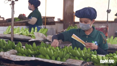 Doanh nghiệp khổ vì cước vận chuyển ăn hết lời - Ảnh 1. Doanh nghiệp khổ vì cước vận chuyển ăn hết lời - Ảnh 1.