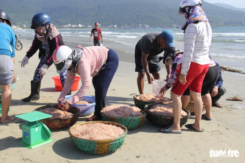 Đà Nẵng giám sát ruốc tươi sau khi phát hiện có trường hợp trộn phẩm màu... cho đẹp - Ảnh 1. Đà Nẵng giám sát ruốc tươi sau khi phát hiện có trường hợp trộn phẩm màu... cho đẹp - Ảnh 1.