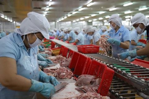 Xuất khẩu cá tra tăng mạnh, nguyên liệu khan hiếm - Ảnh 1. Xuất khẩu cá tra tăng mạnh, nguyên liệu khan hiếm - Ảnh 1.