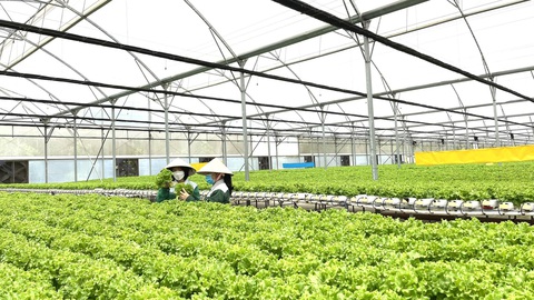 Lợi thế sân nhà, WinEco nâng độ phủ rau sạch trên toàn quốc - Ảnh 2. Lợi thế sân nhà, WinEco nâng độ phủ rau sạch trên toàn quốc - Ảnh 2.