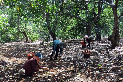 Nông dân Bình Phước thấp thỏm vì điều đầu vụ giá thấp, mưa ‘hành’ - Ảnh 2. Nông dân Bình Phước thấp thỏm vì điều đầu vụ giá thấp, mưa ‘hành’ - Ảnh 2.