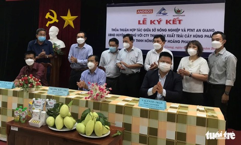 Liên kết 350ha trồng xoài, xuất khẩu vào thị trường khó tính - Ảnh 1. Liên kết 350ha trồng xoài, xuất khẩu vào thị trường khó tính - Ảnh 1.