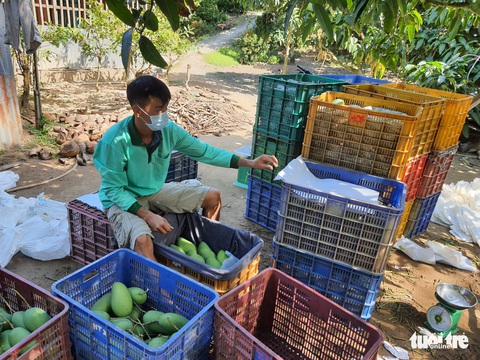 Liên kết 350ha trồng xoài, xuất khẩu vào thị trường khó tính - Ảnh 2. Liên kết 350ha trồng xoài, xuất khẩu vào thị trường khó tính - Ảnh 2.
