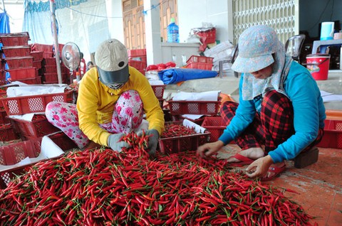 Ớt tươi được tái xuất sang Trung Quốc sau 2 năm tạm dừng - Ảnh 1. Ớt tươi được tái xuất sang Trung Quốc sau 2 năm tạm dừng - Ảnh 1.