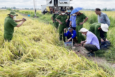 Dùng điện bẫy chuột bảo vệ lúa gây chết người - Ảnh 1. Dùng điện bẫy chuột bảo vệ lúa gây chết người - Ảnh 1.