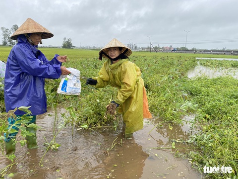 Mưa lớn, đồng ruộng ngập nước lênh láng, lúa ngã đổ - Ảnh 5.