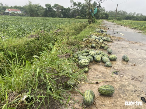 Mưa dồn dập, nông dân Quảng Nam dầm mưa ra ruộng ‘cứu’ dưa hấu - Ảnh 2. Mưa dồn dập, nông dân Quảng Nam dầm mưa ra ruộng ‘cứu’ dưa hấu - Ảnh 2.