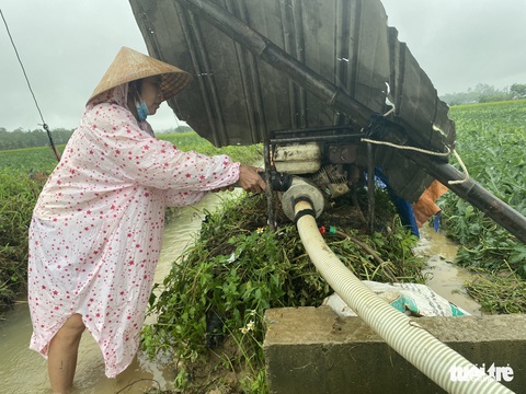 Mưa dồn dập, nông dân Quảng Nam dầm mưa ra ruộng ‘cứu’ dưa hấu - Ảnh 3. Mưa dồn dập, nông dân Quảng Nam dầm mưa ra ruộng ‘cứu’ dưa hấu - Ảnh 3.