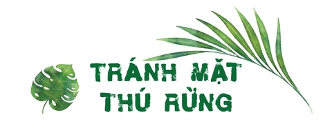 Mở tour vào rừng sâu - Ảnh 1.