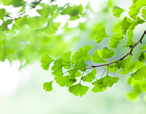 ‘Nhớ nhớ quên quên’ có phải là triệu chứng hậu COVID-19? - Ảnh 3. ‘Nhớ nhớ quên quên’ có phải là triệu chứng hậu COVID-19? - Ảnh 3.