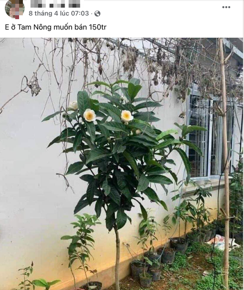 Cục trưởng Cục Trồng trọt: Bạch hải đường là cây rất bình thường, hãy nhớ bài học lan đột biến - Ảnh 1. Cục trưởng Cục Trồng trọt: Bạch hải đường là cây rất bình thường, hãy nhớ bài học lan đột biến - Ảnh 1.