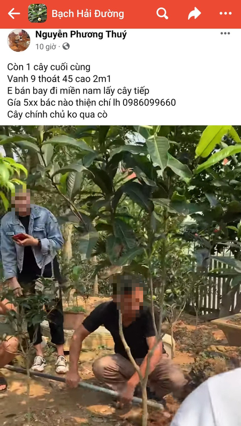 Cơn sốt bạch hải đường tắt ngúm - Ảnh 1. Cơn sốt bạch hải đường tắt ngúm - Ảnh 1.