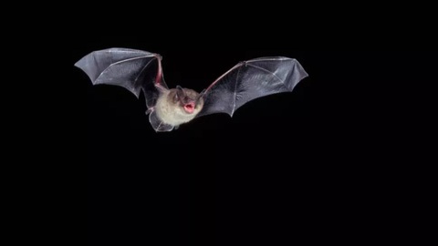 Nhiều phát hiện mới đáng lo: Virus ngày càng nguy hiểm với loài người - Ảnh 3. Nhiều phát hiện mới đáng lo: Virus ngày càng nguy hiểm với loài người - Ảnh 3.