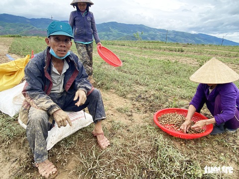Nước mắt người trồng dưa hấu bên dòng Vu Gia sau lũ trái mùa - Ảnh 12. Nước mắt người trồng dưa hấu bên dòng Vu Gia sau lũ trái mùa - Ảnh 12.