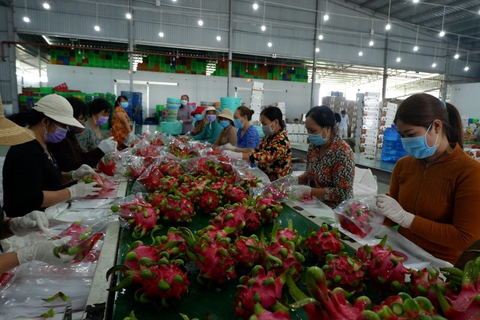 Nâng cao chất lượng nông sản Việt: Kỳ 1: Nông dân đổ bỏ, xuất khẩu thiếu hàng - Ảnh 1. Nâng cao chất lượng nông sản Việt: Kỳ 1: Nông dân đổ bỏ, xuất khẩu thiếu hàng - Ảnh 1.