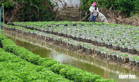 Nước sông Mekong cao bất thường giữa mùa khô, ĐBSCL chịu tác động gì? - Ảnh 1. Nước sông Mekong cao bất thường giữa mùa khô, ĐBSCL chịu tác động gì? - Ảnh 1.