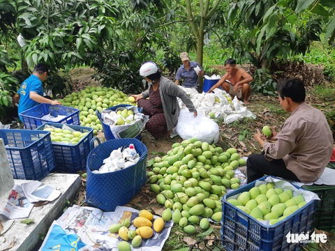Xoài rớt giá thê thảm, nông dân Đồng Tháp khốn khổ - Ảnh 1. Xoài rớt giá thê thảm, nông dân Đồng Tháp khốn khổ - Ảnh 1.