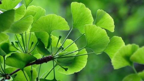 Làm thế nào người cao tuổi có thể có được một giấc ngủ ngon? - Ảnh 2. Làm thế nào người cao tuổi có thể có được một giấc ngủ ngon? - Ảnh 2.