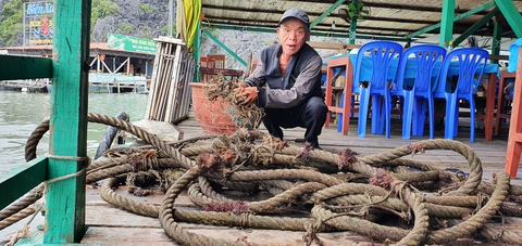 Chủ nhà hàng nổi tại vịnh trung tâm Cát Bà kêu cứu vì phải di dời đúng ‘cao điểm’ du lịch - Ảnh 3. Chủ nhà hàng nổi tại vịnh trung tâm Cát Bà kêu cứu vì phải di dời đúng ‘cao điểm’ du lịch - Ảnh 3.
