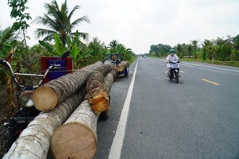 Gần 1.000ha dừa bị sâu đầu đen tấn công: Không đáng bao nhiêu! - Ảnh 1. Gần 1.000ha dừa bị sâu đầu đen tấn công: Không đáng bao nhiêu! - Ảnh 1.