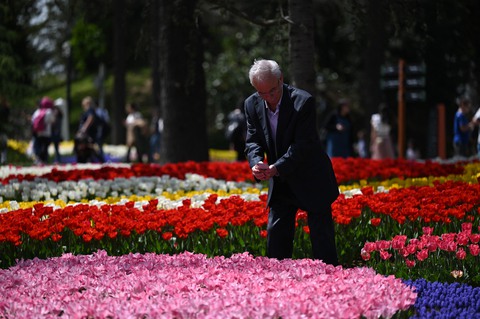 Hàng triệu bông tulip bung nở trong lễ hội hoa - Ảnh 1. Hàng triệu bông tulip bung nở trong lễ hội hoa - Ảnh 1.