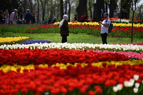 Hàng triệu bông tulip bung nở trong lễ hội hoa - Ảnh 2. Hàng triệu bông tulip bung nở trong lễ hội hoa - Ảnh 2.