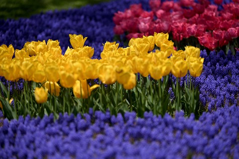Hàng triệu bông tulip bung nở trong lễ hội hoa - Ảnh 3. Hàng triệu bông tulip bung nở trong lễ hội hoa - Ảnh 3.