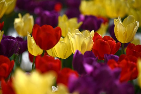 Hàng triệu bông tulip bung nở trong lễ hội hoa - Ảnh 4. Hàng triệu bông tulip bung nở trong lễ hội hoa - Ảnh 4.
