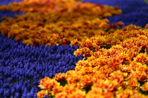 Hàng triệu bông tulip bung nở trong lễ hội hoa - Ảnh 5. Hàng triệu bông tulip bung nở trong lễ hội hoa - Ảnh 5.