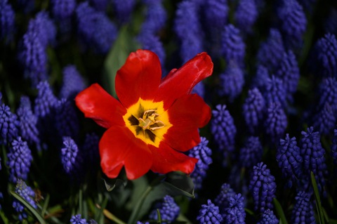Hàng triệu bông tulip bung nở trong lễ hội hoa - Ảnh 6. Hàng triệu bông tulip bung nở trong lễ hội hoa - Ảnh 6.