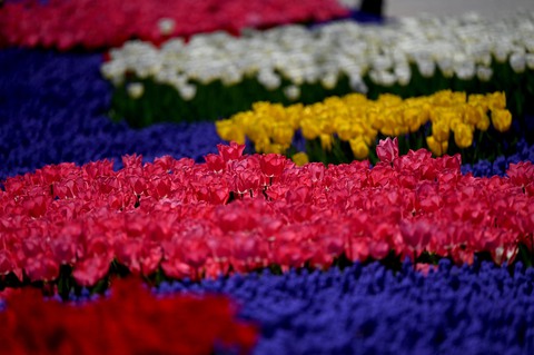 Hàng triệu bông tulip bung nở trong lễ hội hoa - Ảnh 7. Hàng triệu bông tulip bung nở trong lễ hội hoa - Ảnh 7.