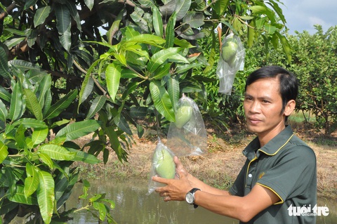 Viện Cây ăn quả miền Nam ký kết nhượng quyền giống xoài Cát Lộc cho Lộc Trời - Ảnh 2. Viện Cây ăn quả miền Nam ký kết nhượng quyền giống xoài Cát Lộc cho Lộc Trời - Ảnh 2.