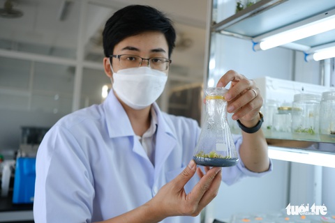 Tiến sĩ trẻ và giấc mơ phổ biến sâm Ngọc Linh - Ảnh 1. Tiến sĩ trẻ và giấc mơ phổ biến sâm Ngọc Linh - Ảnh 1.