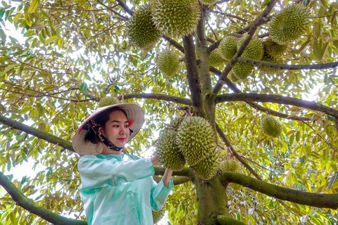 Sầu riêng Việt Nam khi nào được xuất khẩu chính ngạch sang Trung Quốc? - Ảnh 1. Sầu riêng Việt Nam khi nào được xuất khẩu chính ngạch sang Trung Quốc? - Ảnh 1.