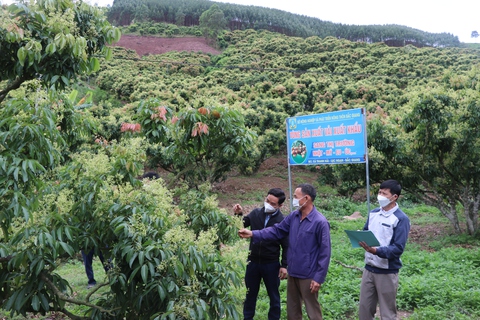Bắc Giang yêu cầu không dùng thuốc bảo vệ thực vật độc hại khi chăm sóc vải thiều - Ảnh 1. Bắc Giang yêu cầu không dùng thuốc bảo vệ thực vật độc hại khi chăm sóc vải thiều - Ảnh 1.