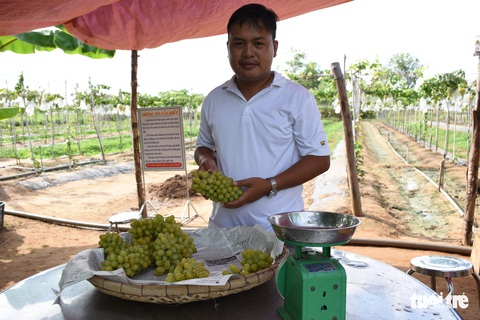 Xây dựng nhãn hiệu nho tươi an toàn trên vùng đất mặn - Ảnh 1. Xây dựng nhãn hiệu nho tươi an toàn trên vùng đất mặn - Ảnh 1.